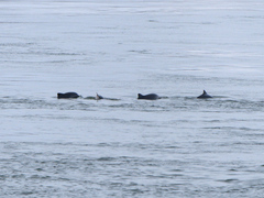 Phocoena phocoena phocoena