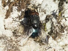 Calliphora vomitoria