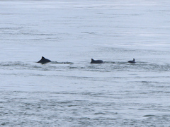 Phocoena phocoena phocoena