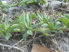 Spermacoce verticillata