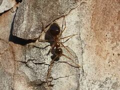 Prenolepis nitens