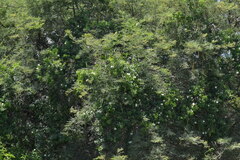 Amphilophium carolinae