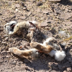 Sylvilagus audubonii