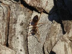 Prenolepis nitens