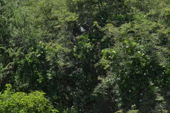 Amphilophium carolinae