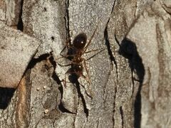 Prenolepis nitens