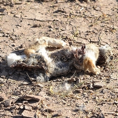 Sylvilagus audubonii