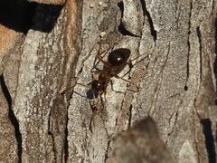 Prenolepis nitens