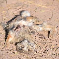 Sylvilagus audubonii