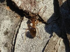Prenolepis nitens