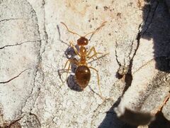 Prenolepis nitens