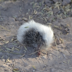 Sylvilagus audubonii