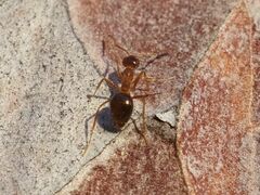 Prenolepis nitens