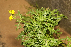 Senecio squalidus