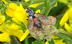 Cylindromyia brassicaria
