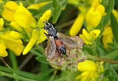Cylindromyia brassicaria
