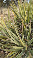 Yucca baccata