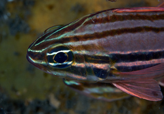 Ostorhinchus limenus