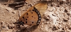 Acraea serena
