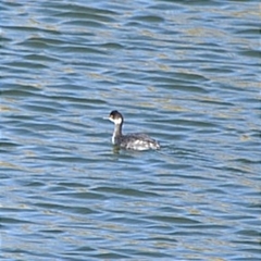 Podiceps nigricollis