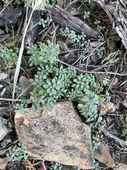 Parietaria pensylvanica