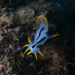 Polycera capensis