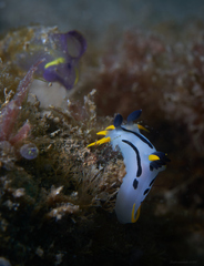 Polycera capensis
