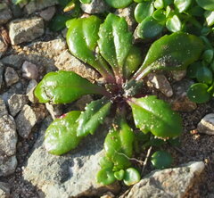 Senecio leucanthemifolius