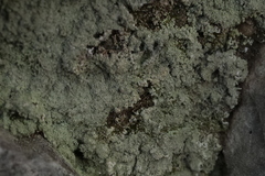 Lepraria finkii