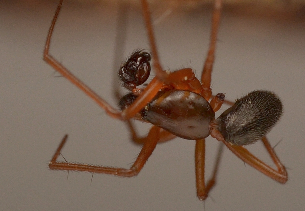 sheet-web weaver