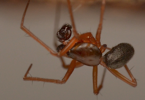 sheet-web weaver