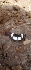 Janatella leucodesma