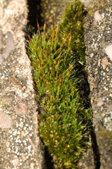 Tortula muralis muralis