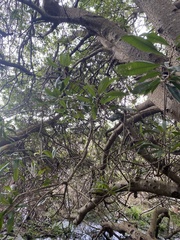 Chrysolepis chrysophylla