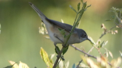 Curruca iberiae