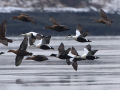 Common Eider photo 6
