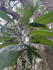 Chrysolepis chrysophylla