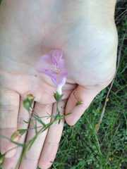 Agalinis strictifolia