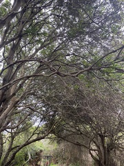 Chrysolepis chrysophylla