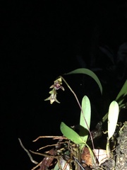 Bulbophyllum campos-portoi