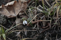 Galanthus elwesii