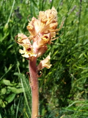 Orobanche alba