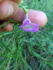 Agalinis strictifolia