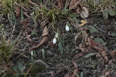 Galanthus elwesii