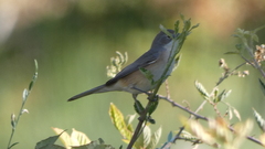 Curruca iberiae