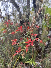 Castilleja quirosii