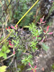 Castilleja quirosii