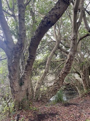 Chrysolepis chrysophylla