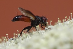 Clairvillia biguttata