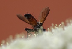 Clairvillia biguttata